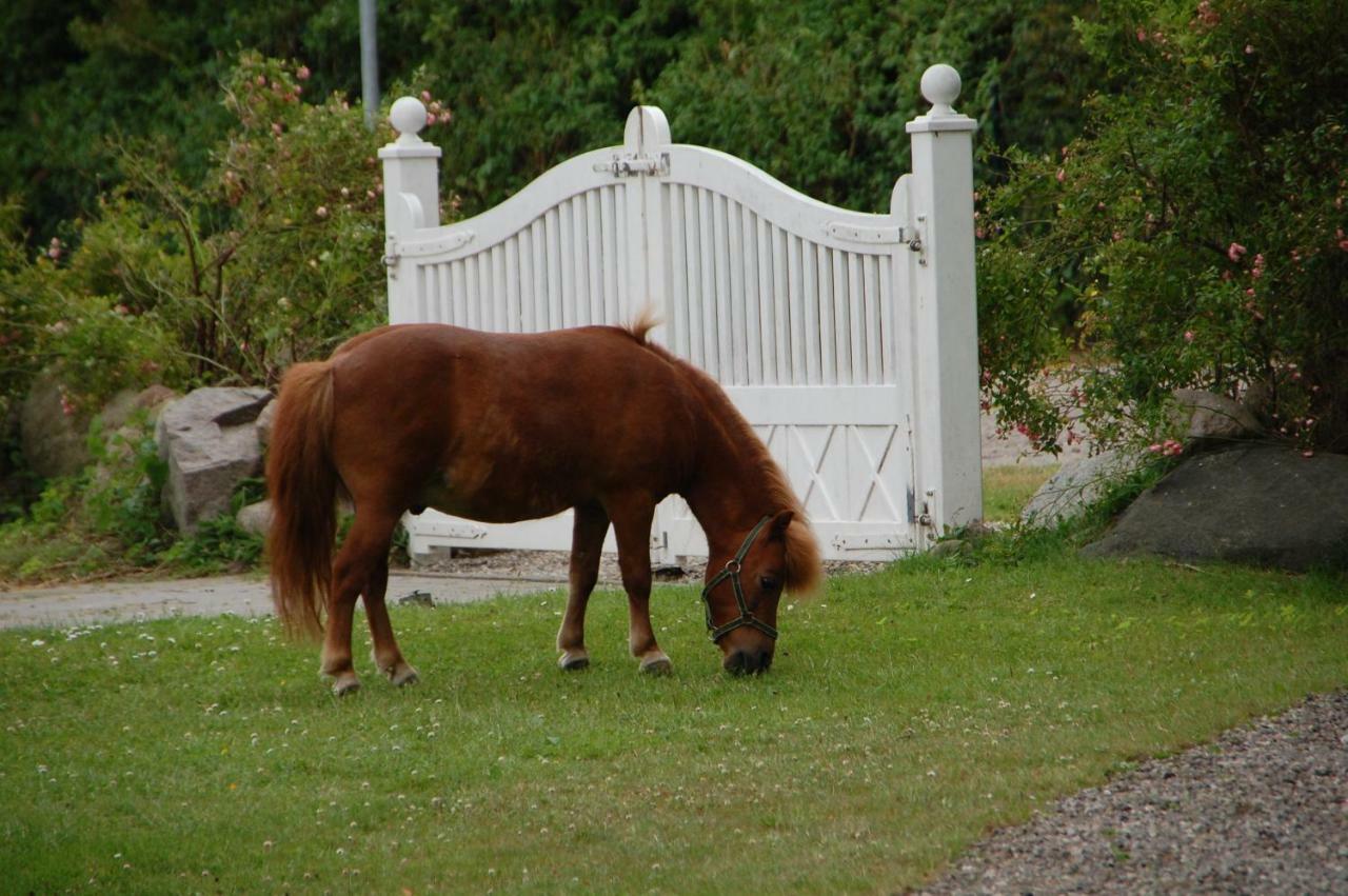 Ostseepferdehof Neukirchen  Bagian luar foto